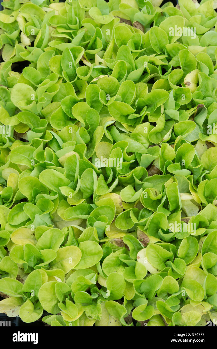 Lactuca sativa. Lettuces ‘winter marvel’ seedlings in a vegetable garden Stock Photo