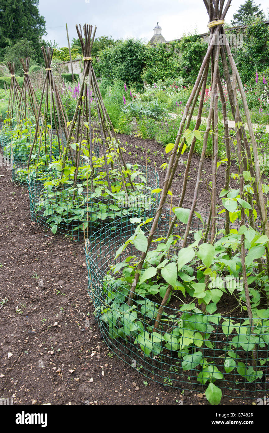 Runnner bean plants growing up wigwam hazel sticks in a vegetable garden. Rousham House. Oxfordshire, England Stock Photo