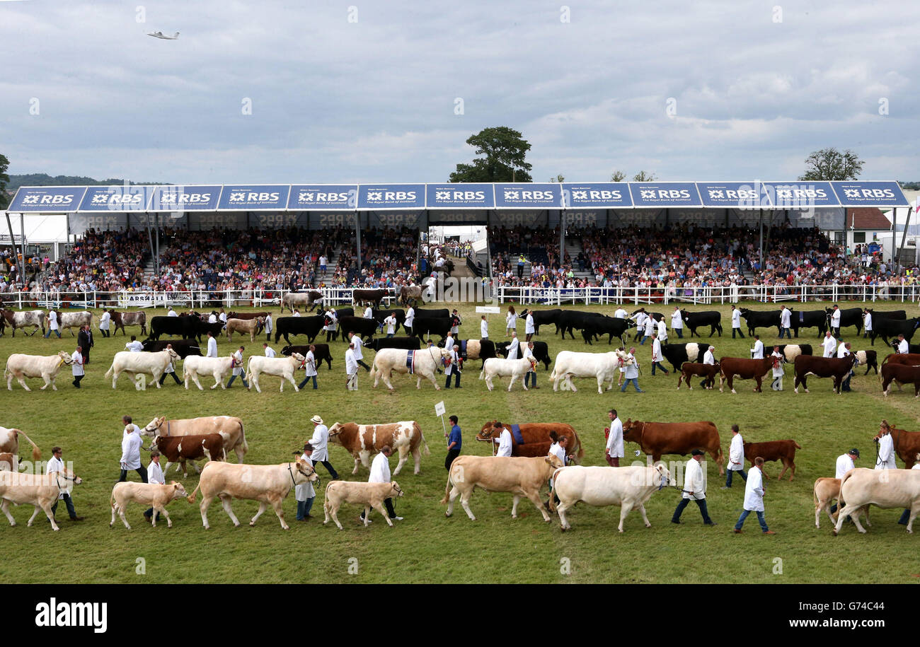Prizewinning cattle are paraded through the main ring at the Royal Highland Show in Edinburgh