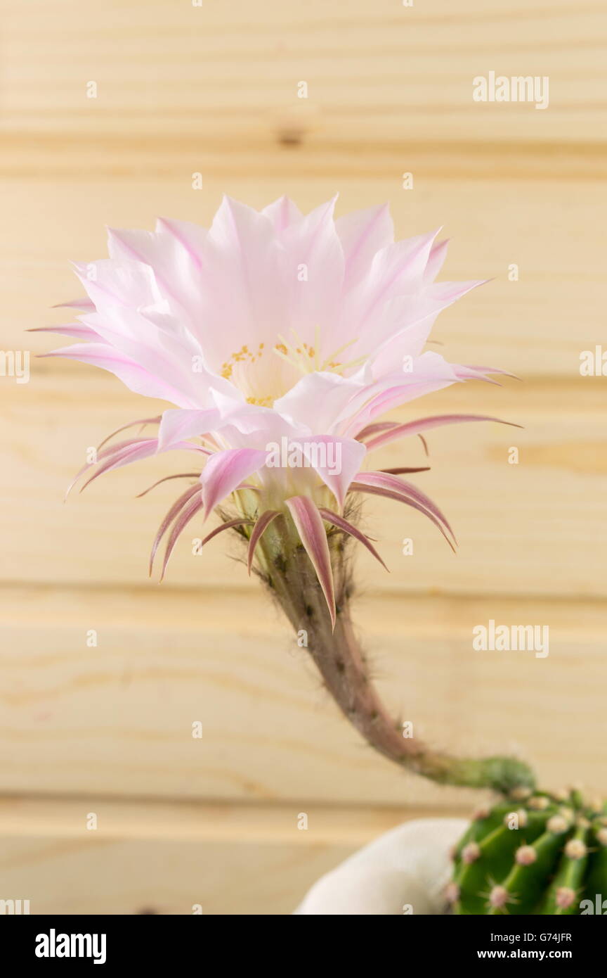 Cactus flower growing from a small cactus plant Stock Photo