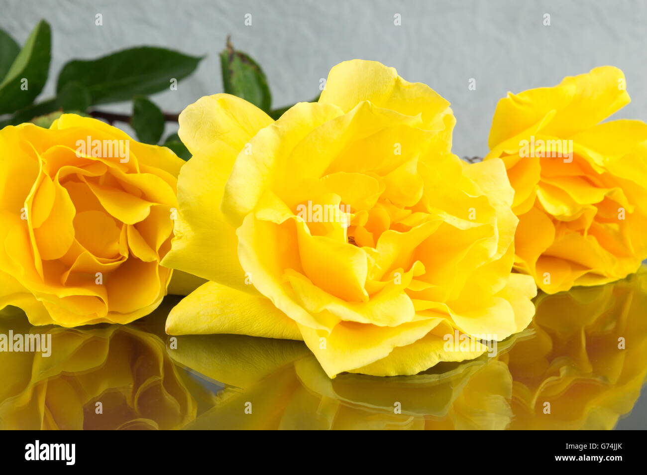 Yellow roses in full blossom placed on a mirror table Stock Photo