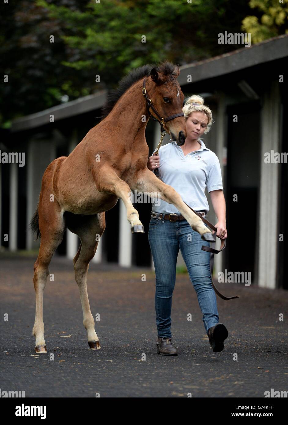 barrel racing horses for sale in florida