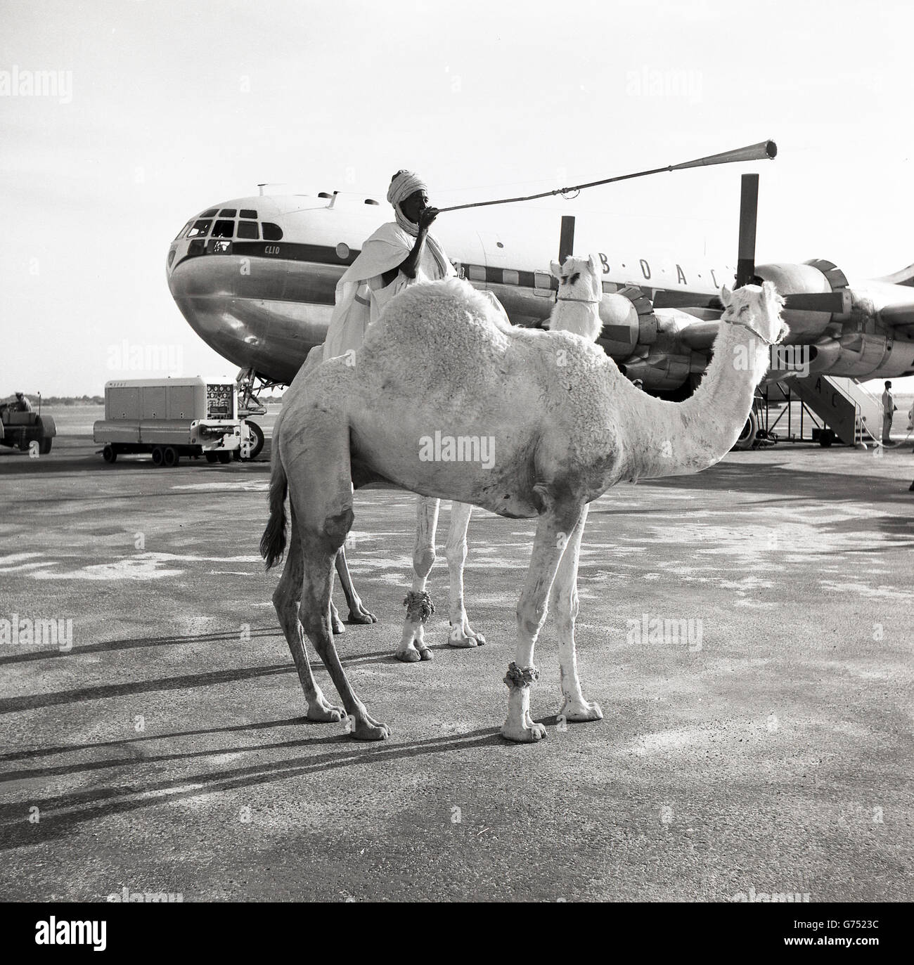 1955, historical, Native african male on camel uses horn to announce ...