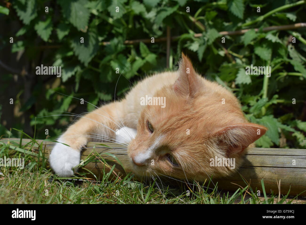 Ginger cat laying over wooden beam with large catnip plant in