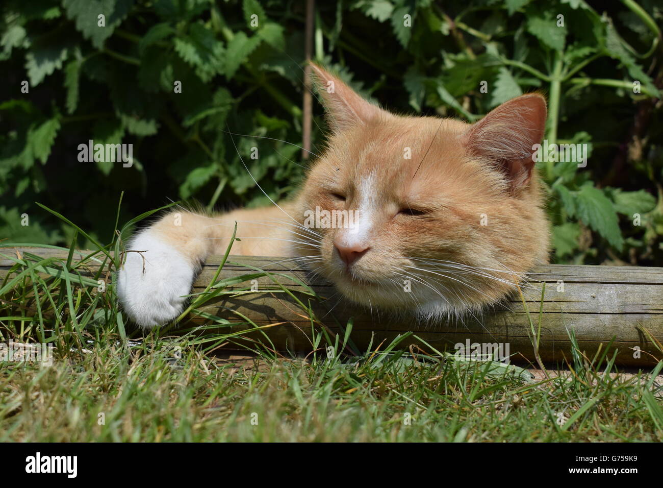 Ginger cat laying over wooden beam with large catnip plant in