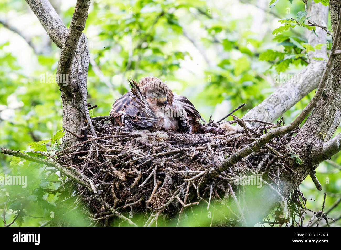A red kite (Milvus milvus) chick in the verge of fledging (branching out) in a springtime Welsh woodland. Stock Photo