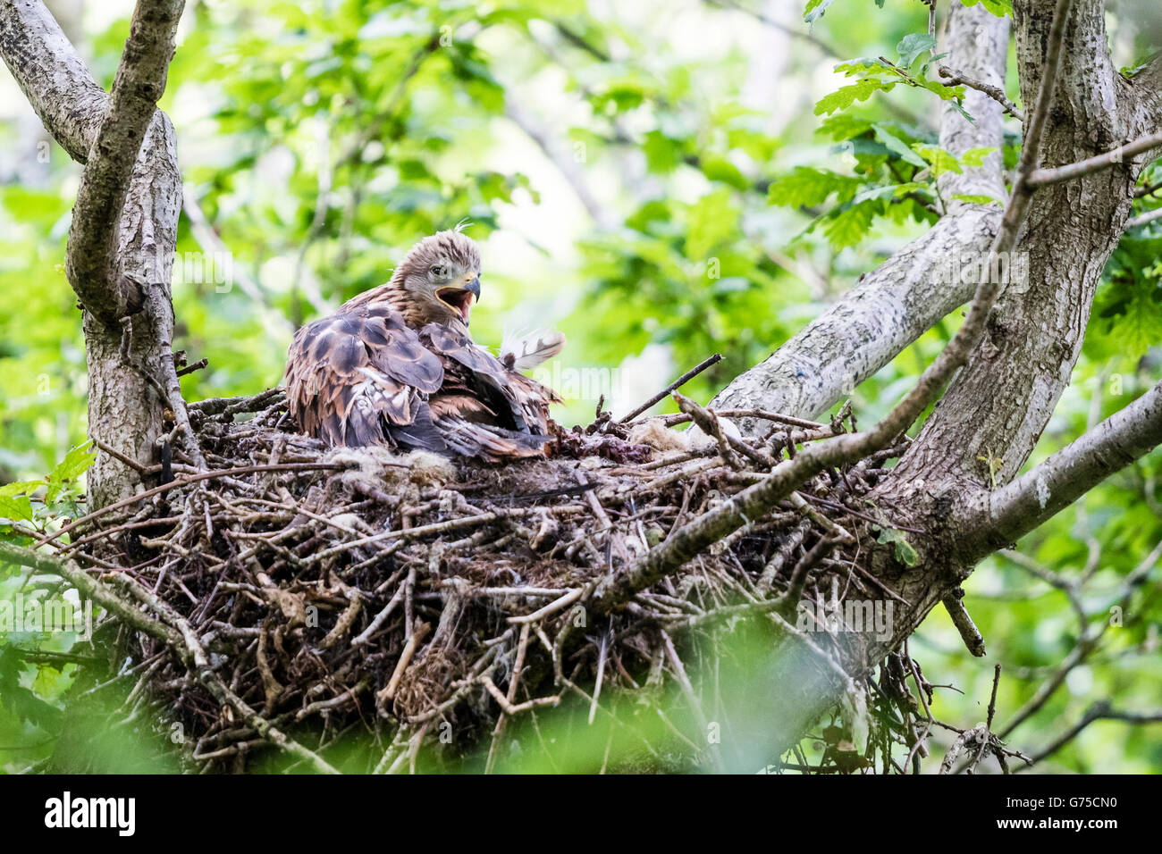 A red kite (Milvus milvus) chick in the verge of fledging (branching out) in a springtime Welsh woodland. Stock Photo