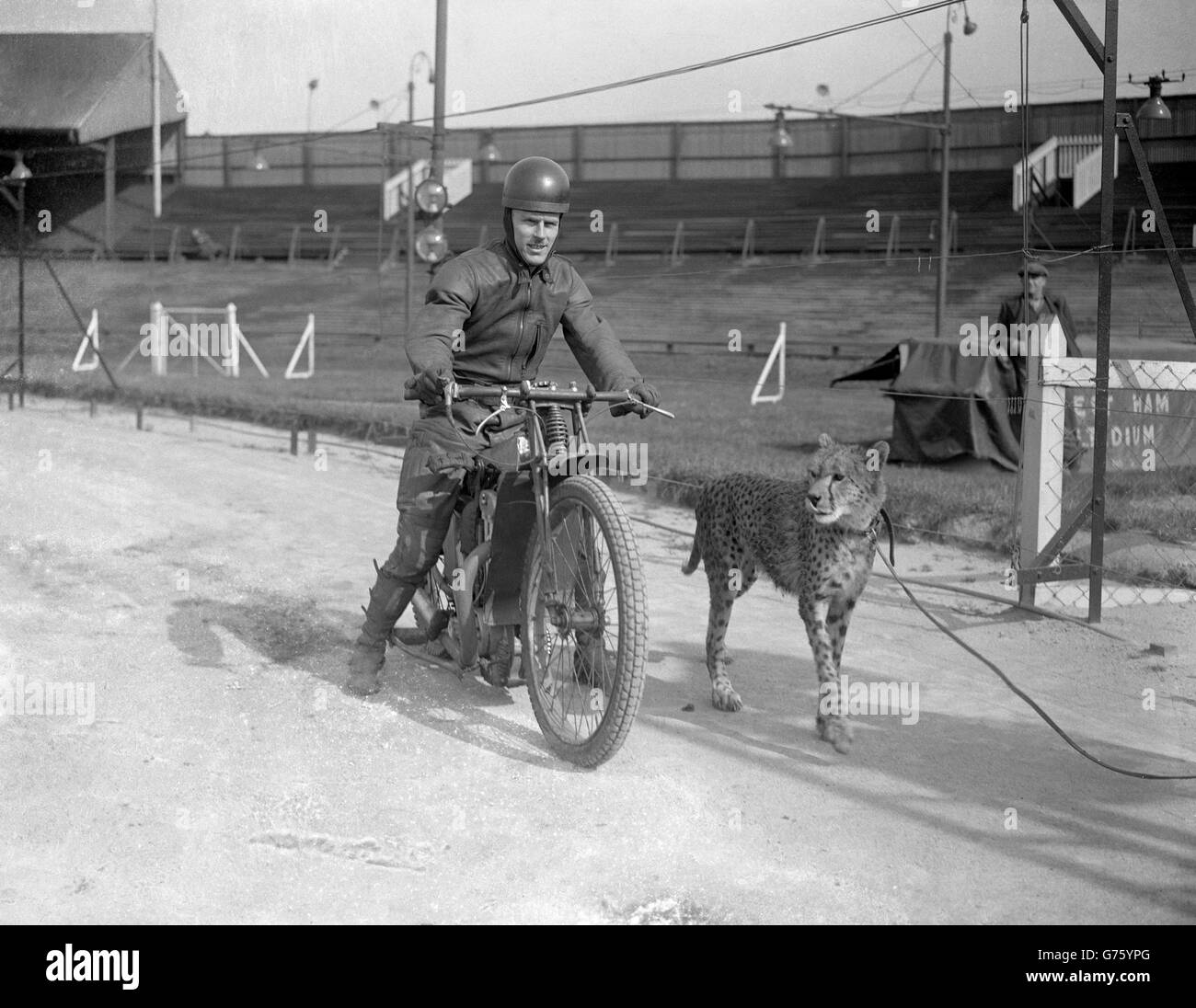 Speedway - Cheetah v Rider - West Ham. Eric Chitty (Speedway rider) with a cheetah. Stock Photo