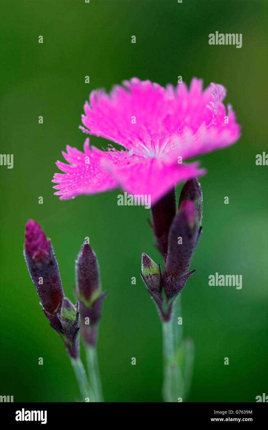 Ragged Pink, nature park Upper Danube, Baden-Wurttemberg, Germany / (Dianthus seguieri) Stock Photo