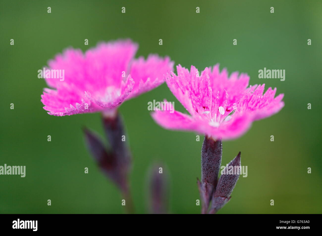 Ragged Pink, nature park Upper Danube, Baden-Wurttemberg, Germany / (Dianthus seguieri) Stock Photo