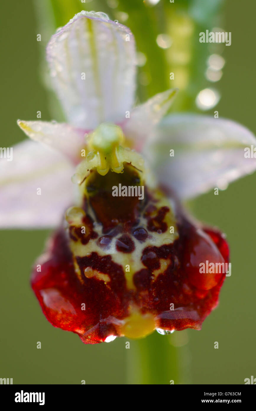 Late Spider Orchid, Alsace, France / (Ophrys fuciflora, Ophrys holoserica) Stock Photo