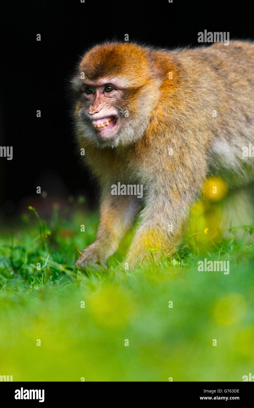 Barbary Monkey baring teeth / (Macaca sylvanus, Macaca sylvana) Stock Photo