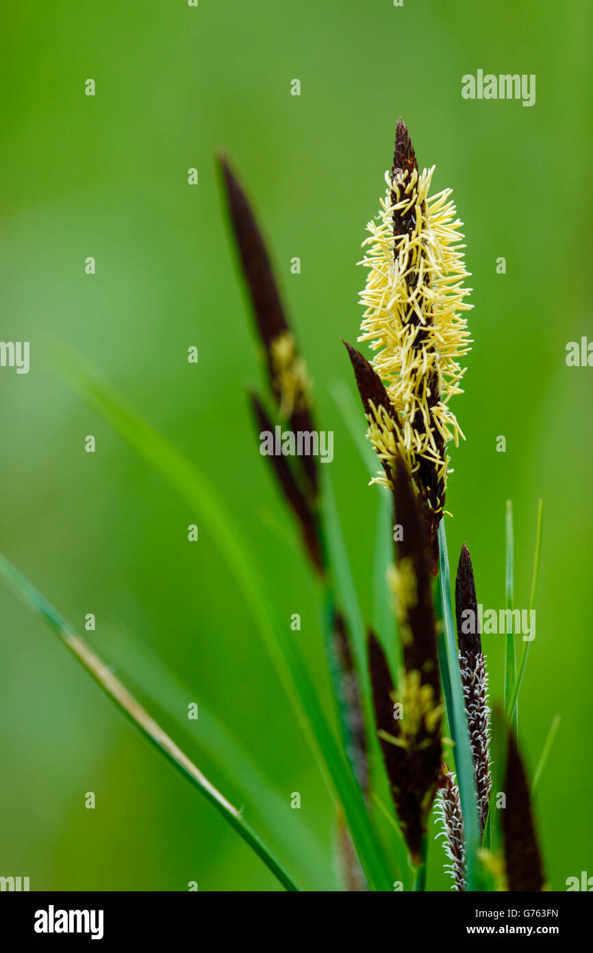 Great Pond-sedge, Baden-Wurttemberg, Germany / (Carex riparia) Stock Photo