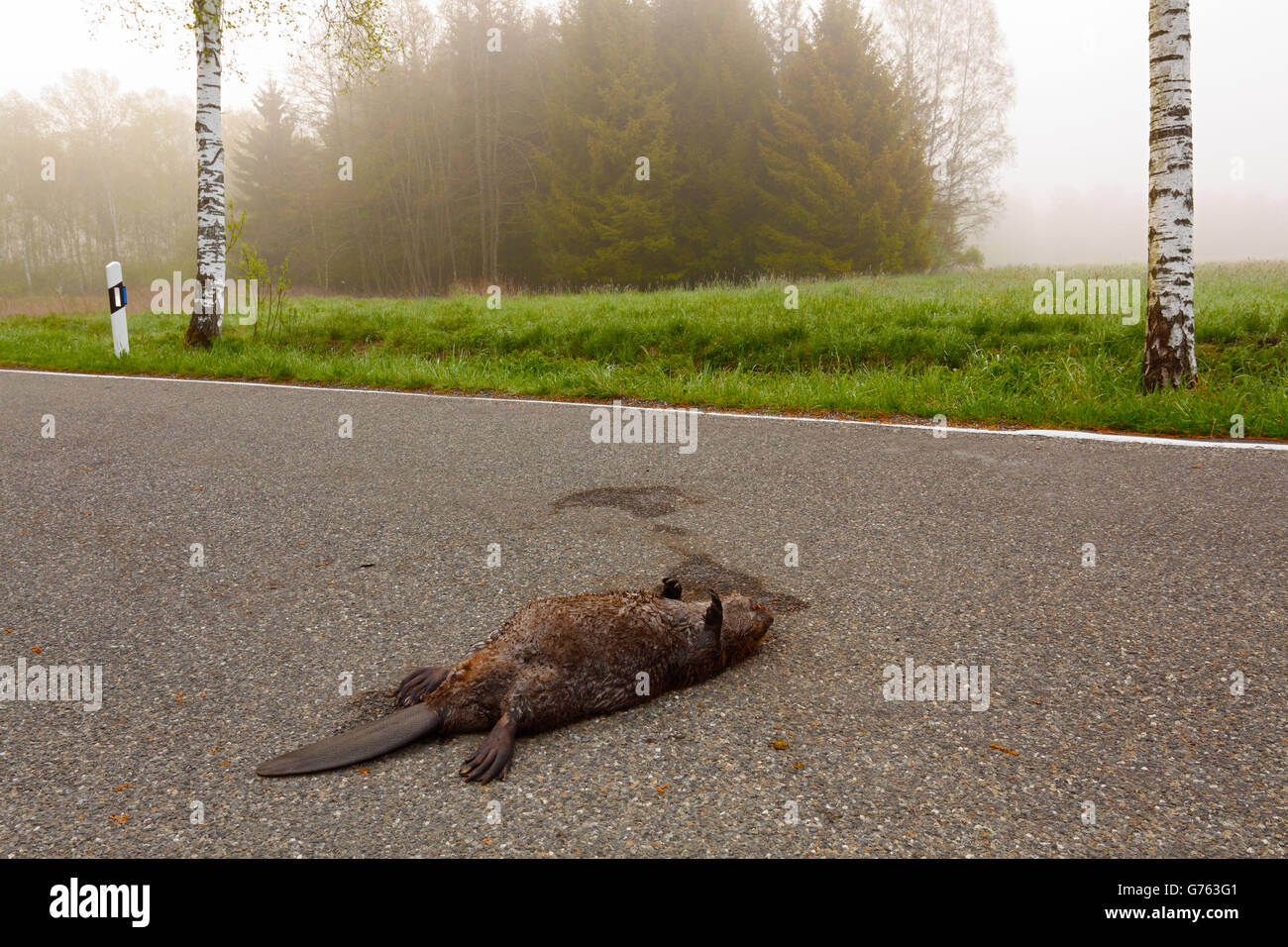 Dead European Beaver, roadkill, Baden-Wurttemberg, Germany  / (Castor fiber) Stock Photo