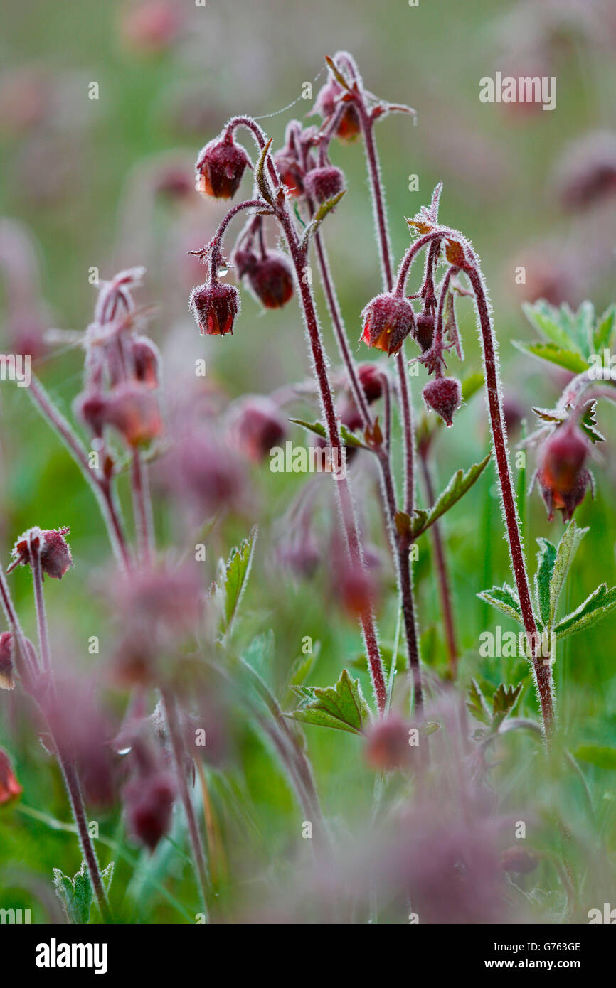 Water Avens, Baden-Wurttemberg, Germany / (Geum rivale) Stock Photo