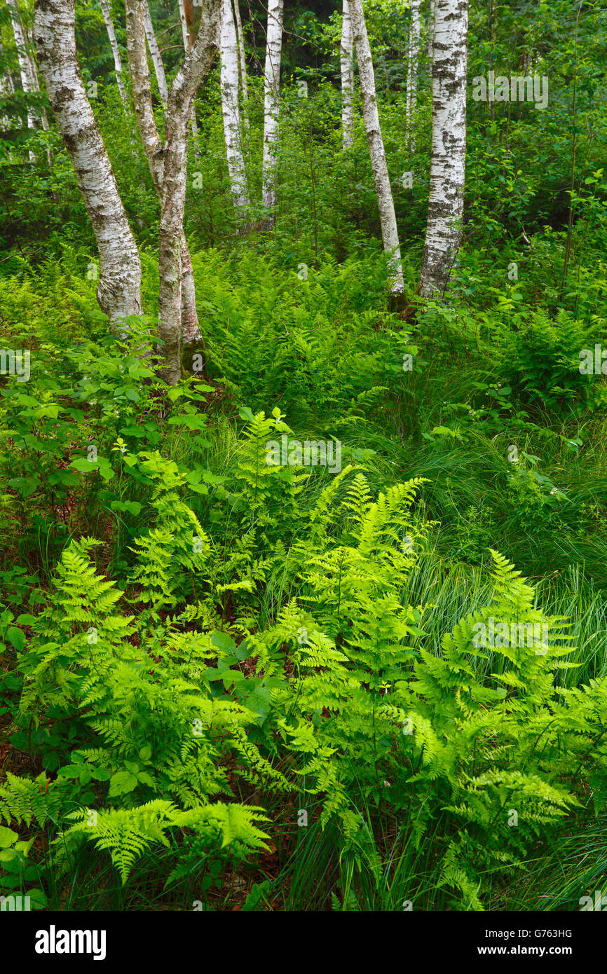 Bracken, Pfrunger-Burgweiler Ried, Baden-Wurttemberg, Germany  / (Pteridium aquilinum) Stock Photo