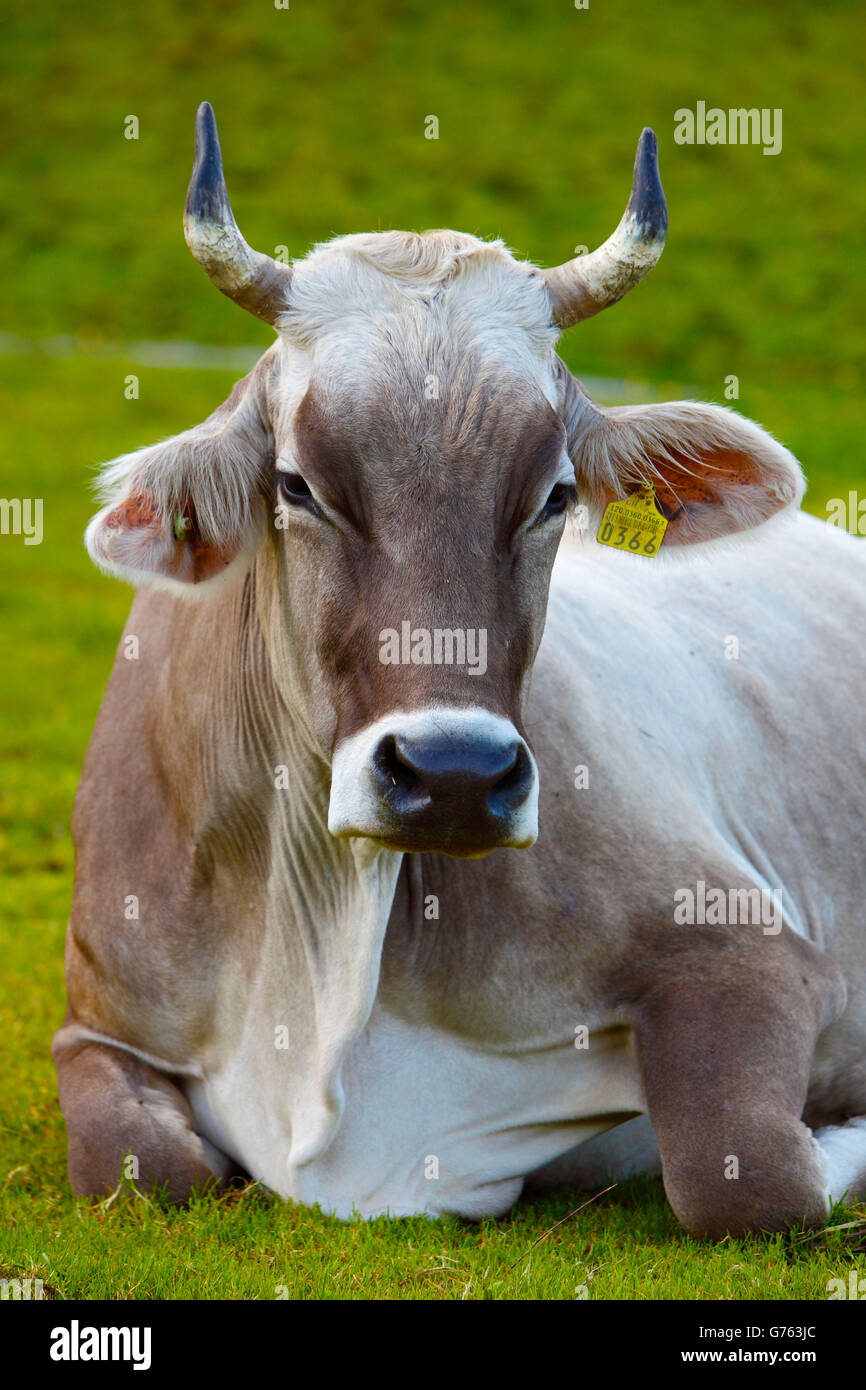 Brown Swiss Cattle, cow, Appenzell, Swiss Stock Photo Alamy
