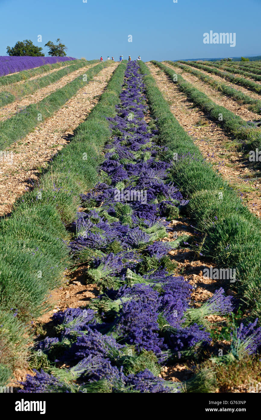 Lavender field, Provence, France / (Lavendula spec.) Stock Photo