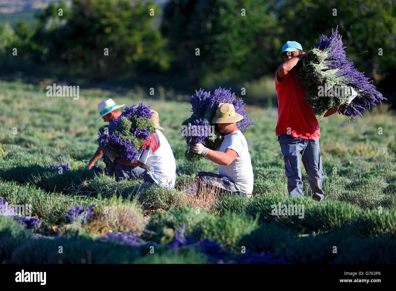 Lavender harvest, Lavender field, Provence, France / (Lavendula spec.) Stock Photo