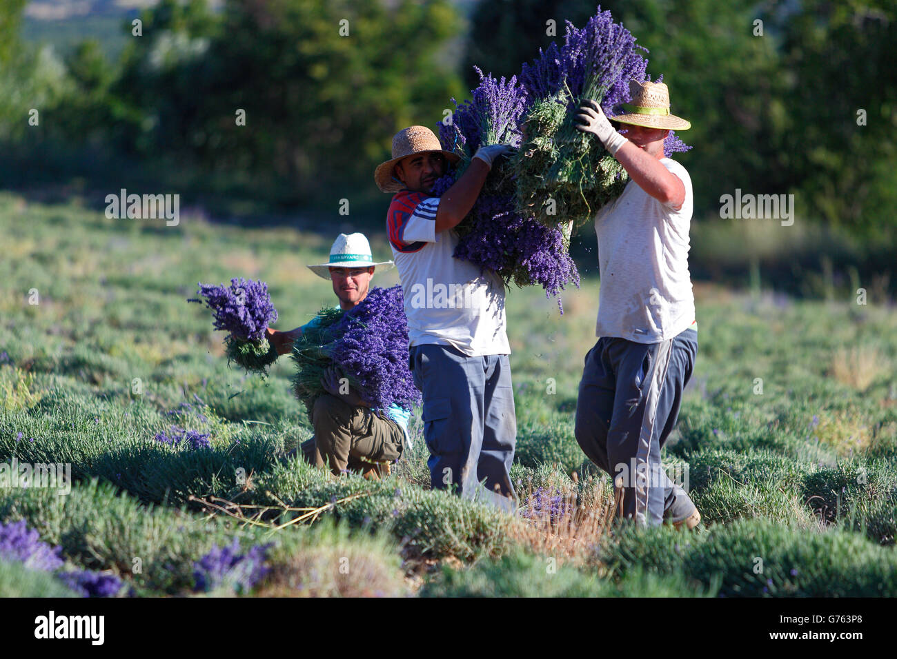 Lavender harvest, Lavender field, Provence, France / (Lavendula spec.) Stock Photo