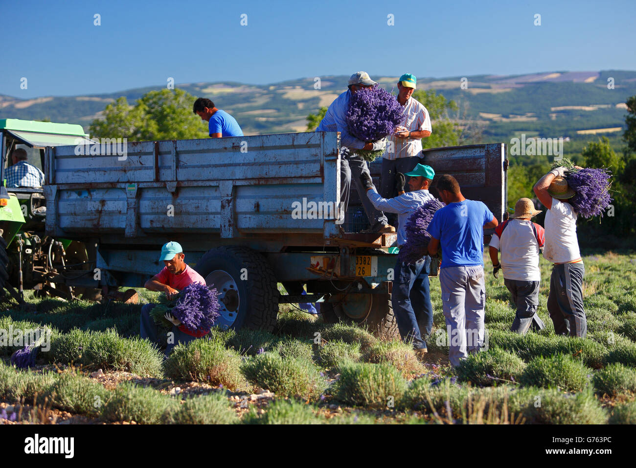 Lavender harvest, Lavender field, Provence, France / (Lavendula spec.) Stock Photo