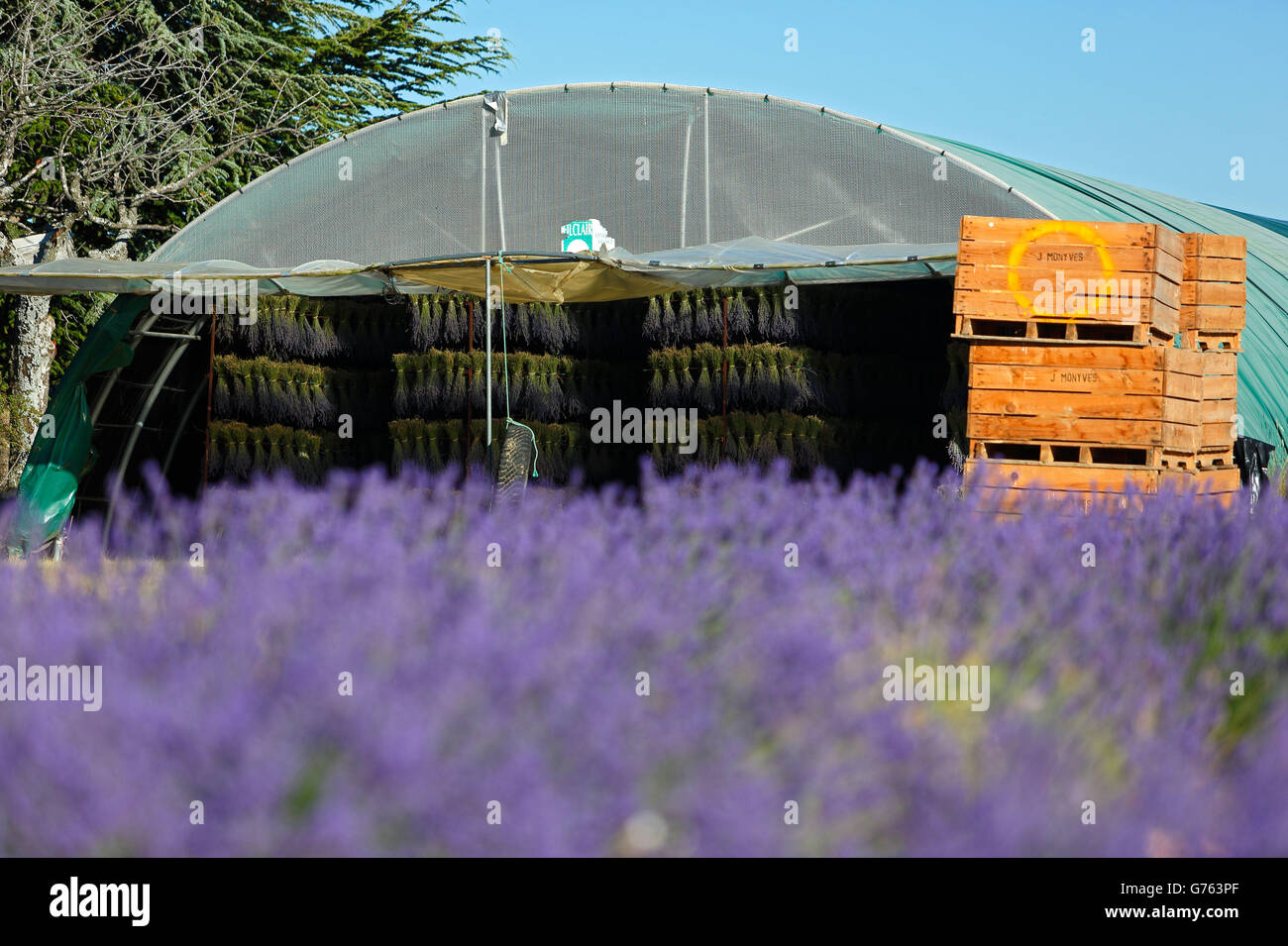 Lavender harvest, Lavender field, drying lavender, Provence, France / (Lavendula spec.) Stock Photo