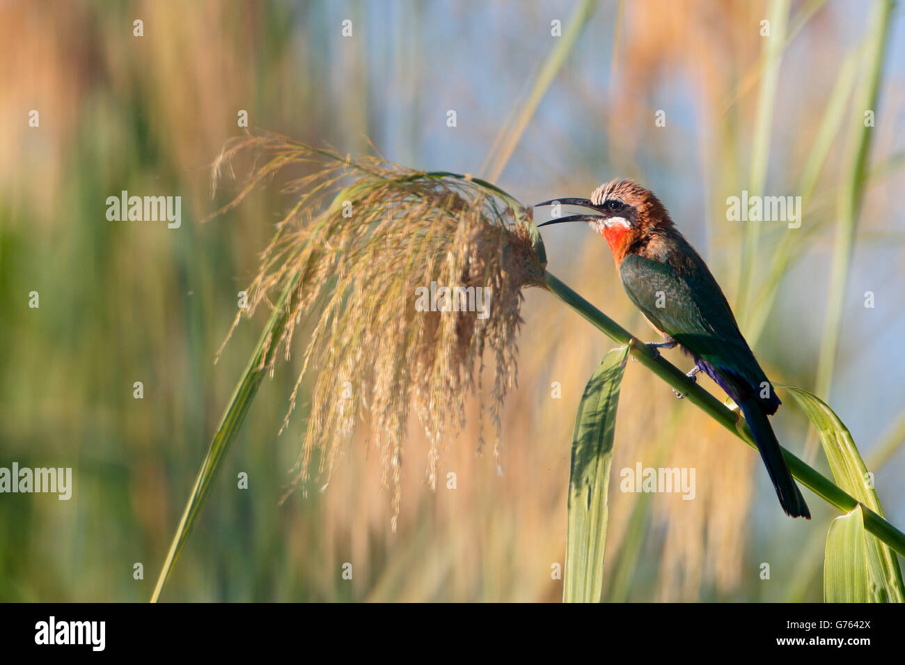 White-fronted Bee-eater, Namibia, Africa / (Merops bullockoides Stock ...