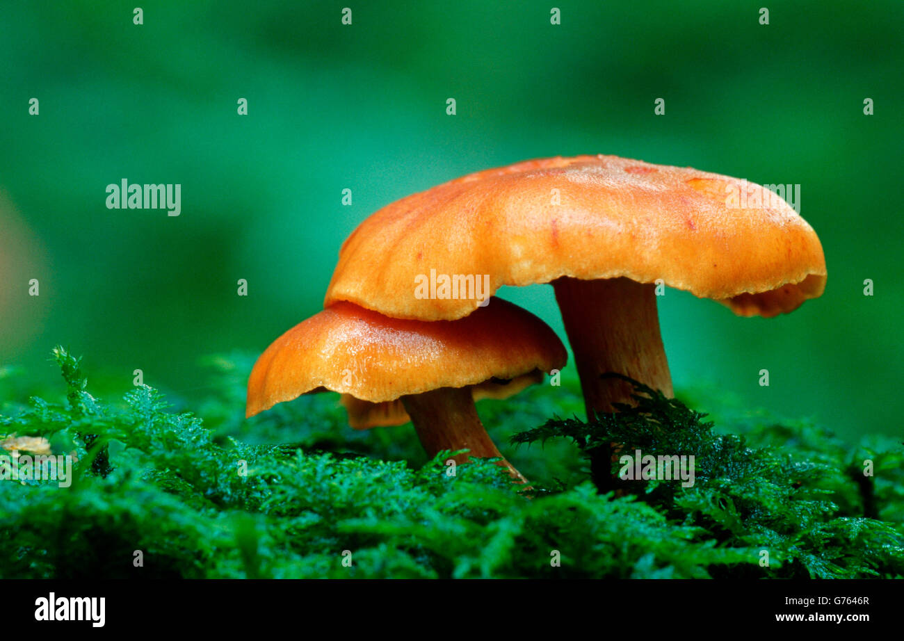 Mushroom, Baden-Wurttemberg, Germany / (Pluteus leoninus) Stock Photo