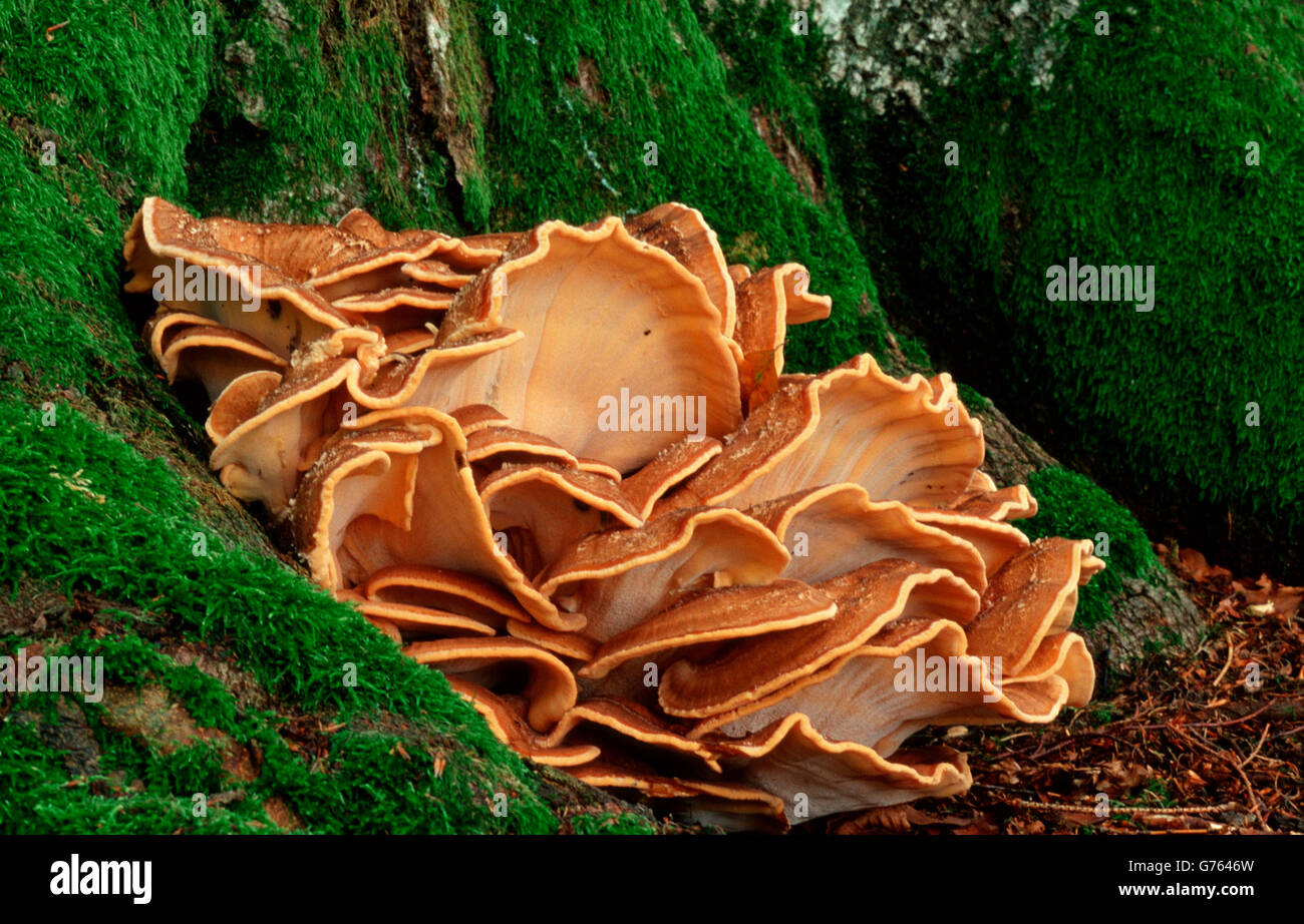 Mushroom, BadenWurttemberg, Germany / (Meripilus giganteus Stock Photo
