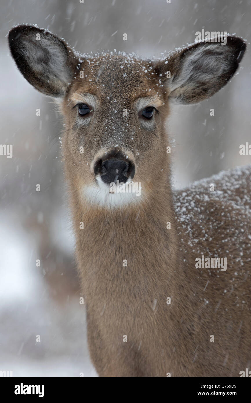 Deer in winter snow storm Stock Photo Alamy