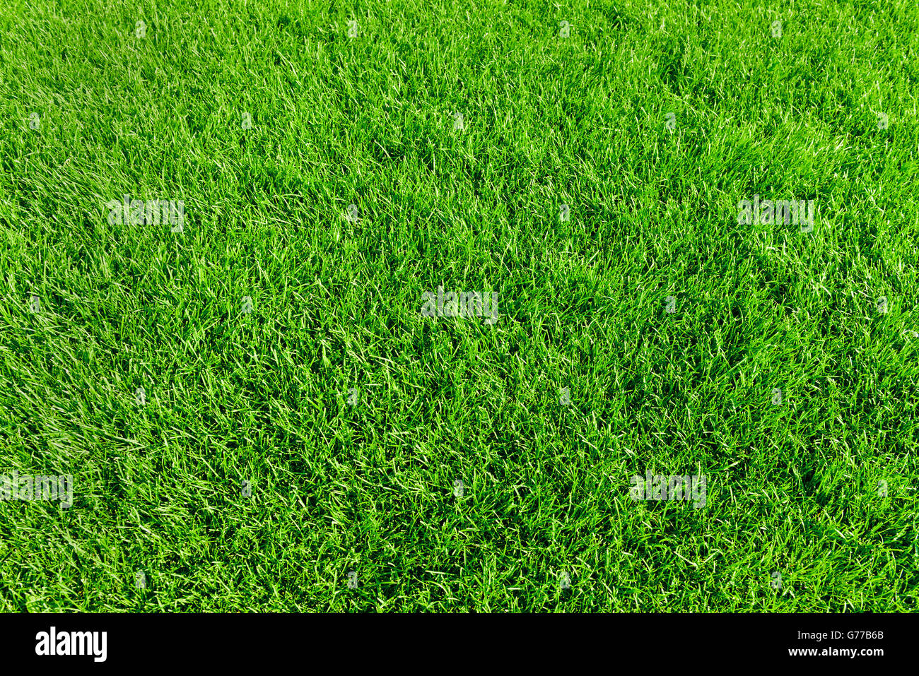 Close up image of fresh spring green grass Stock Photo