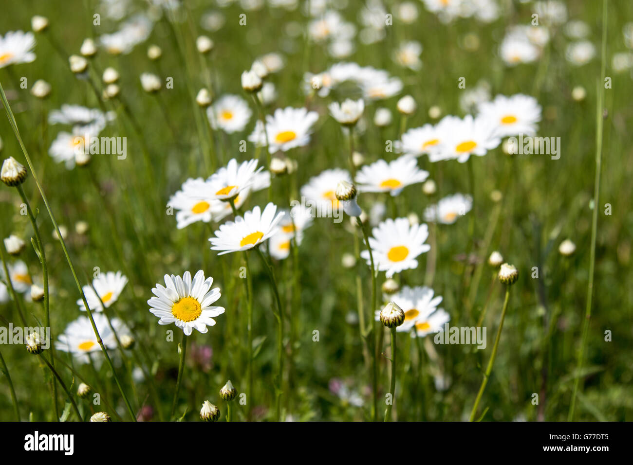 Wild Michaelmas daisies in grass Stock Photo
