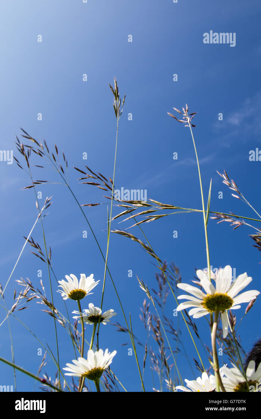 Michaelmas daisies and wild grass against blue sky from underneath Stock Photo
