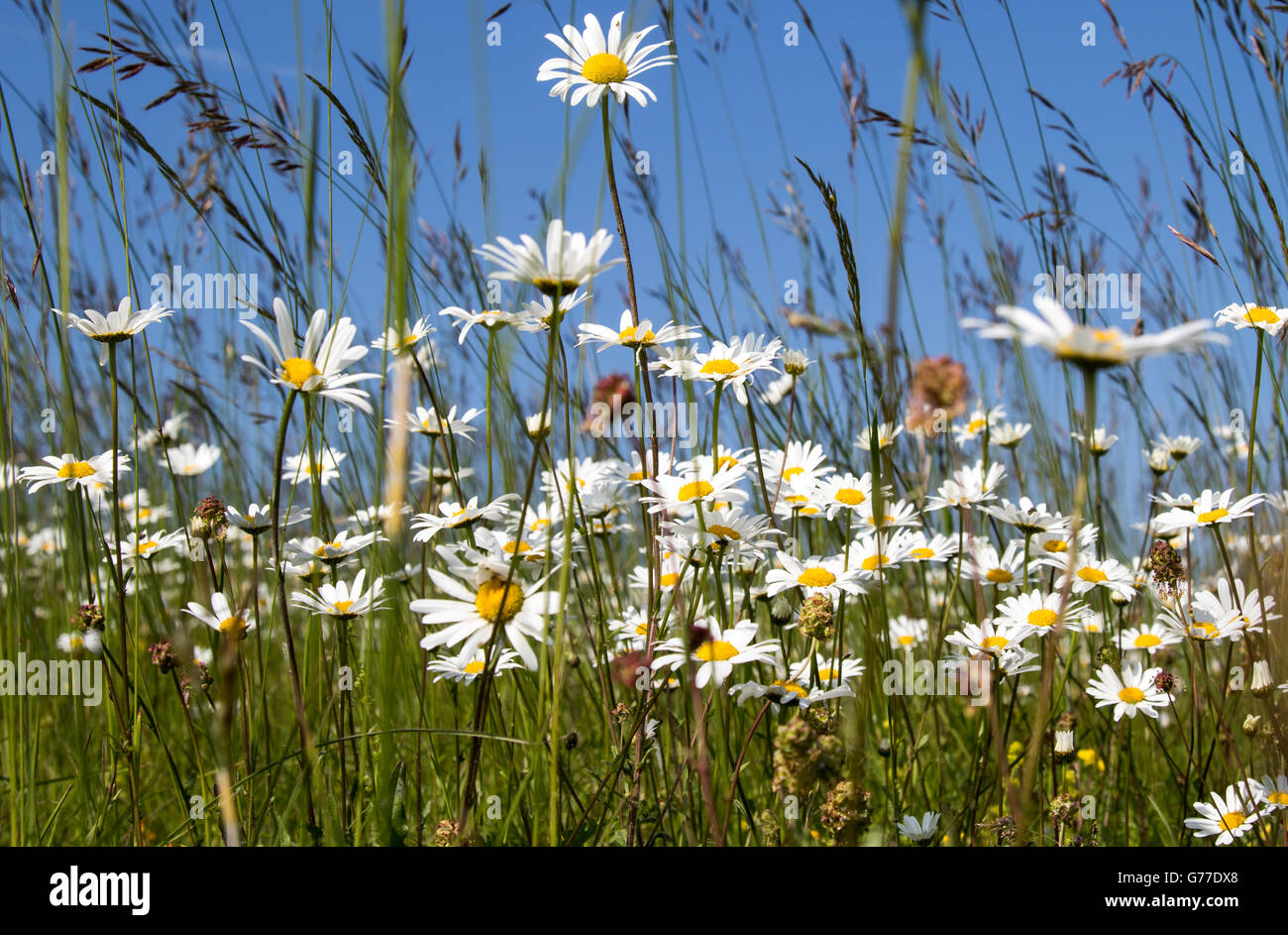 Wild michaelmas daisies in meadow with long grass Stock Photo