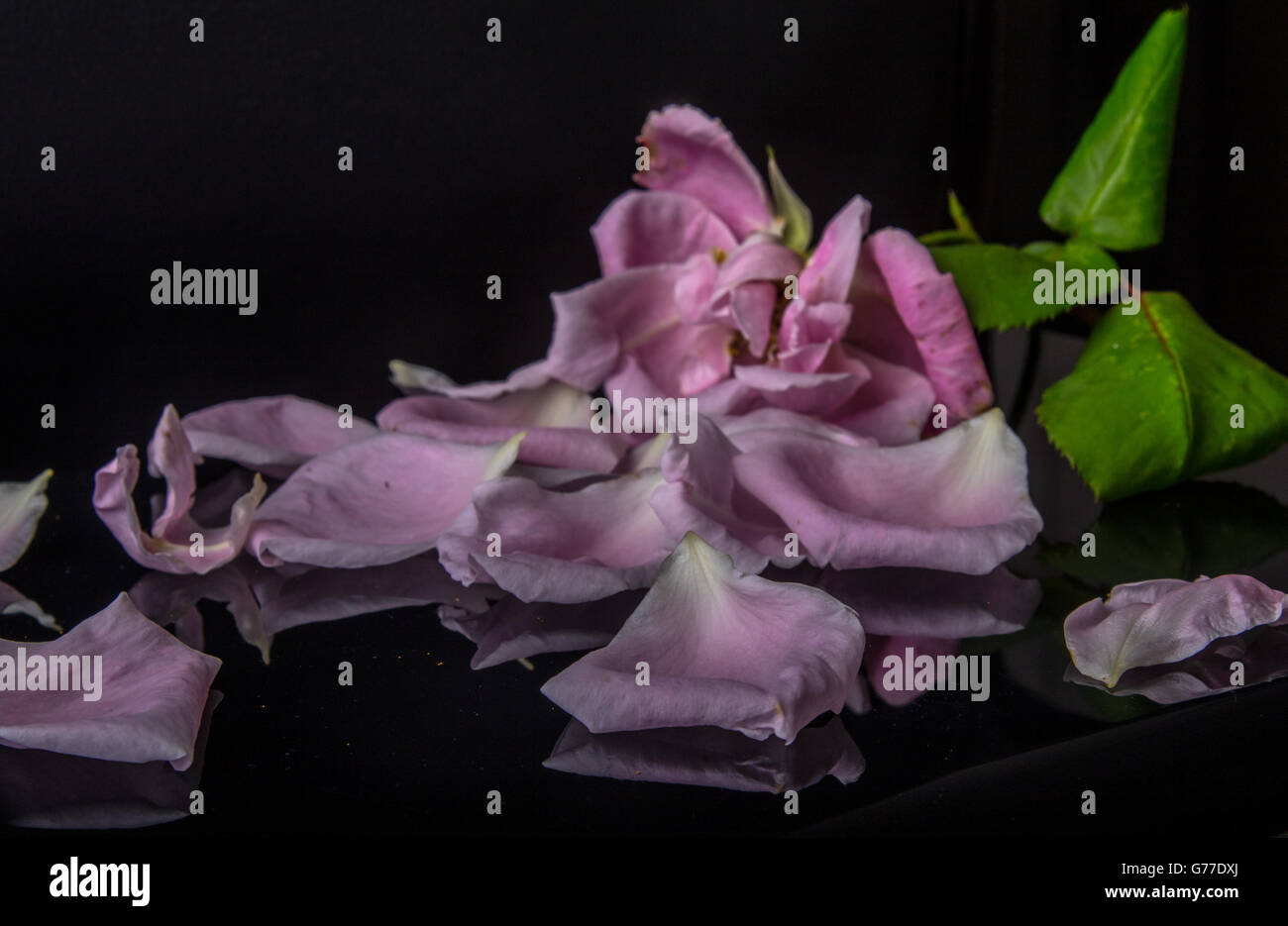Pink rose with scattered petals against a black background Stock Photo