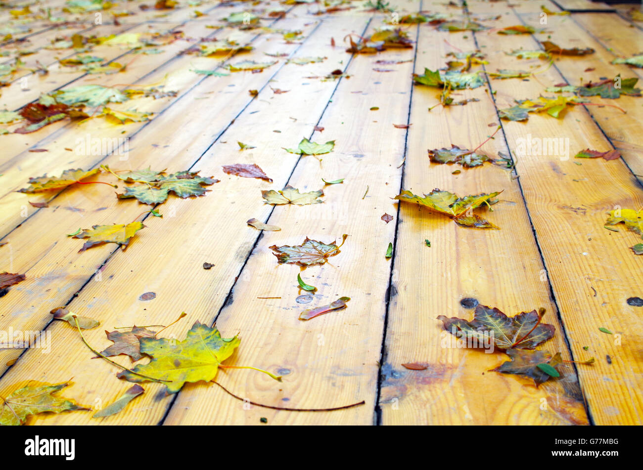 Selective focus on wet fallen autumn maple leaves closeup with shallow depth of focus on the wet wooden platform made of planks Stock Photo