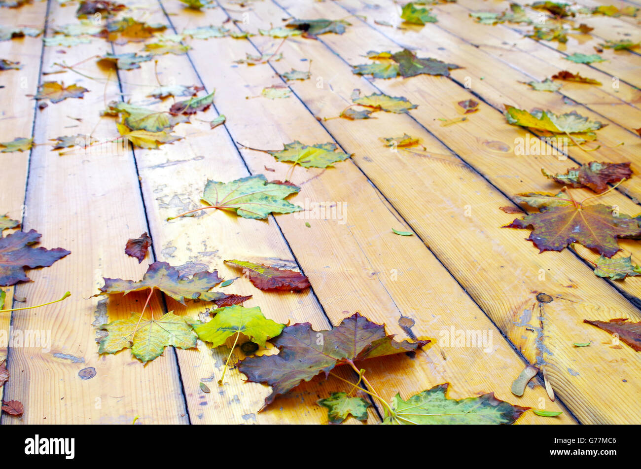 Close up view on a wet green and yellow leaves of maple and chestnut trees with shallow depth of focus on the wet wooden platfor Stock Photo