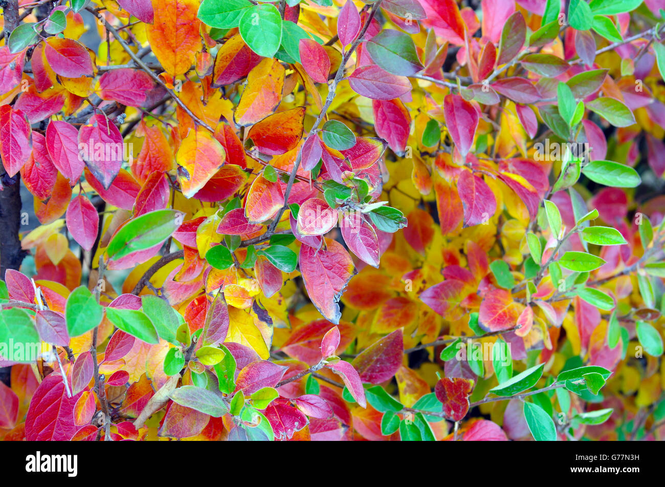 Green vivid leaves hi-res stock photography and images - Alamy