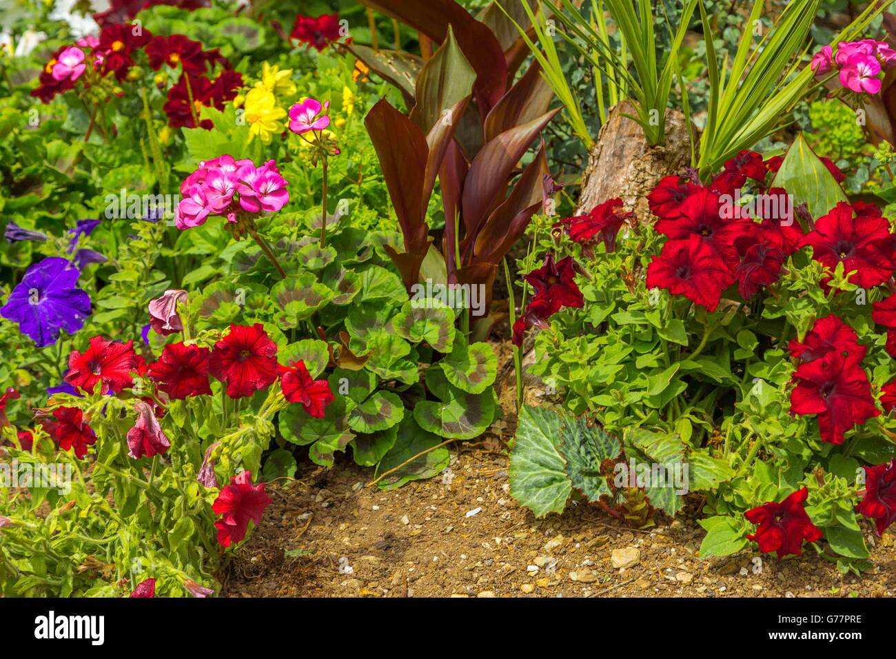 A beautiful flower bed with petunias and geraniums in an English country garden in Cornwall, UK. Stock Photo