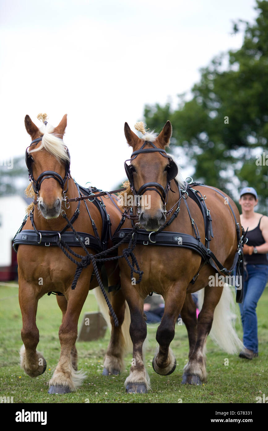 Comtois horse in harness Stock Photo