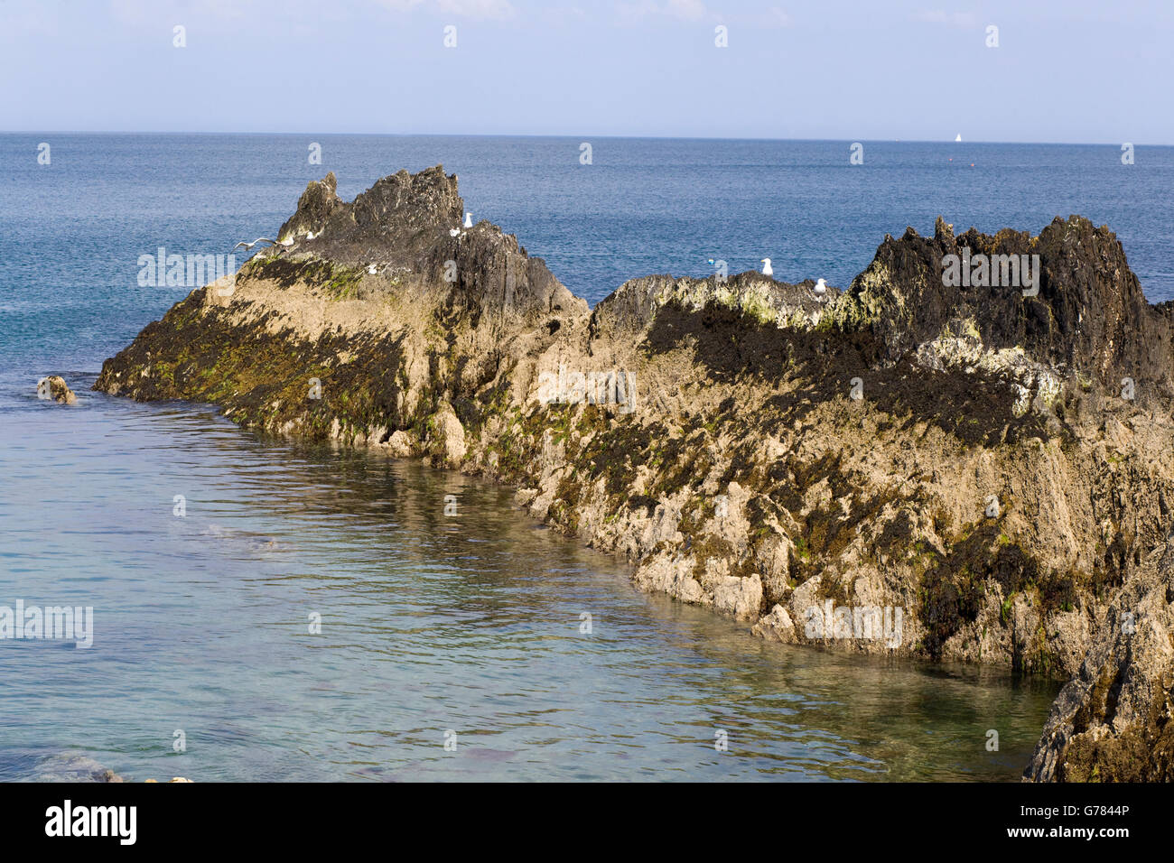 rocks and seagulls off the coast of Cornwall Stock Photo - Alamy
