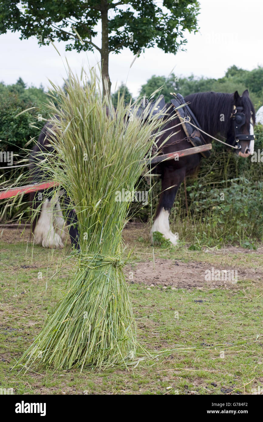 Harvesting Horse Drawn Reaper High Resolution Stock Photography and ...
