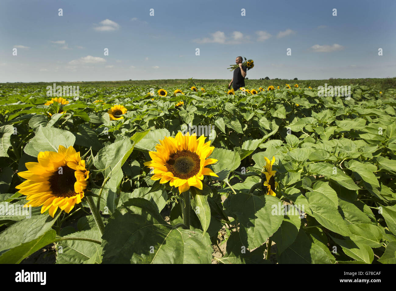 Sunflowers for sale Stock Photo Alamy