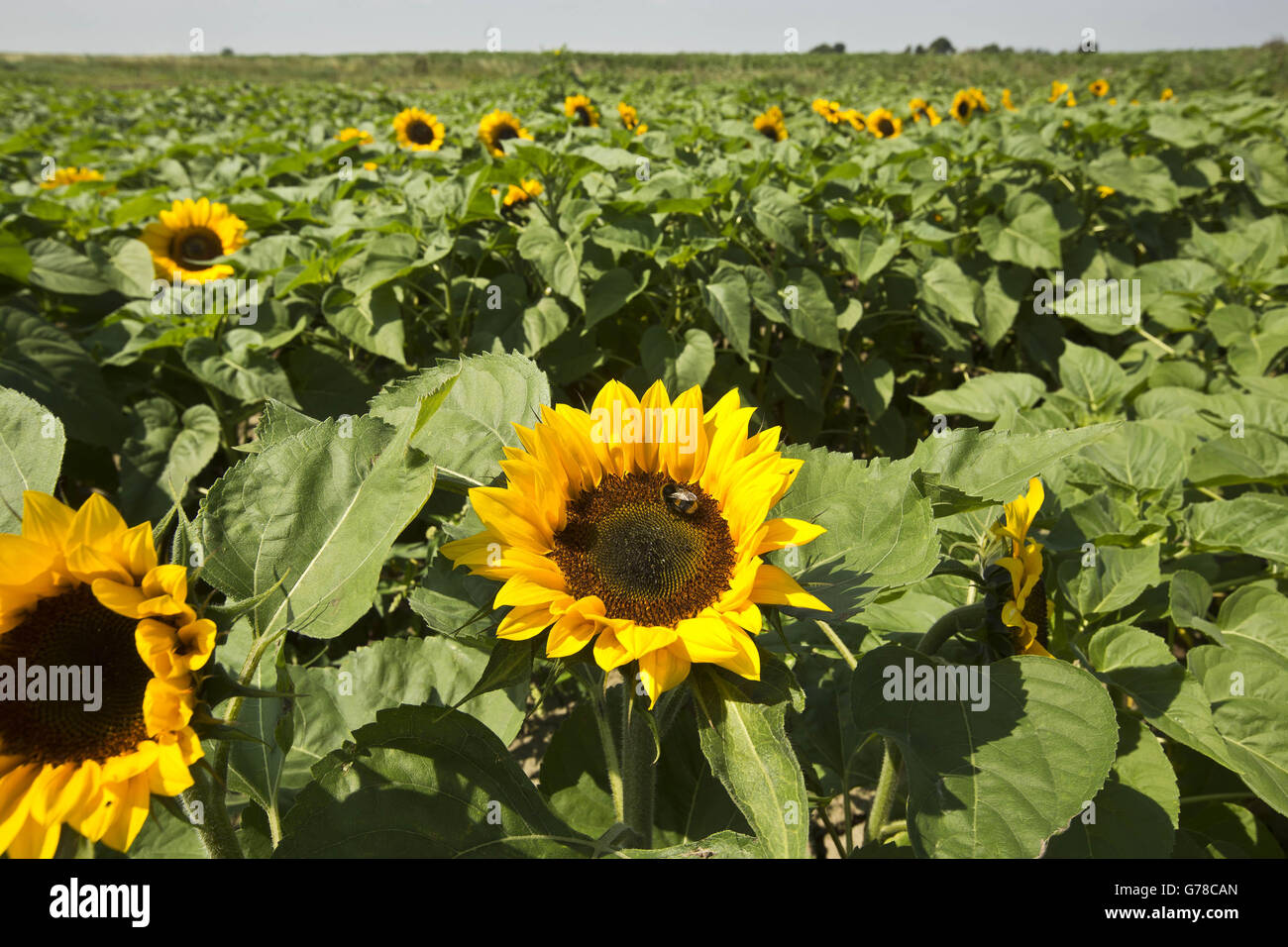 Sunflowers for sale Stock Photo Alamy