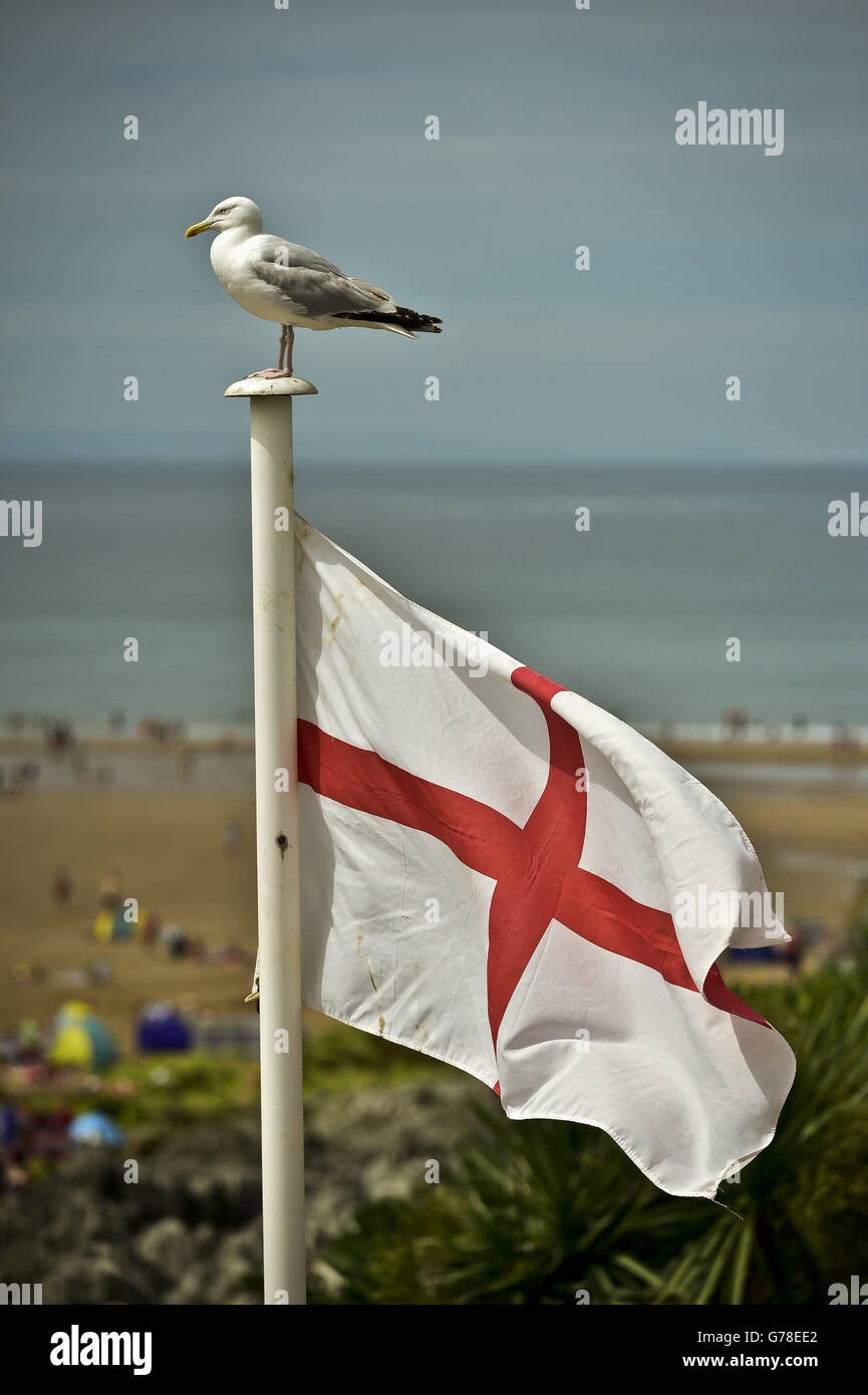 A seagul sits atop a St George's cross flag at Woolacombe beach, North Devon, as the hot weather continues across the UK. Stock Photo