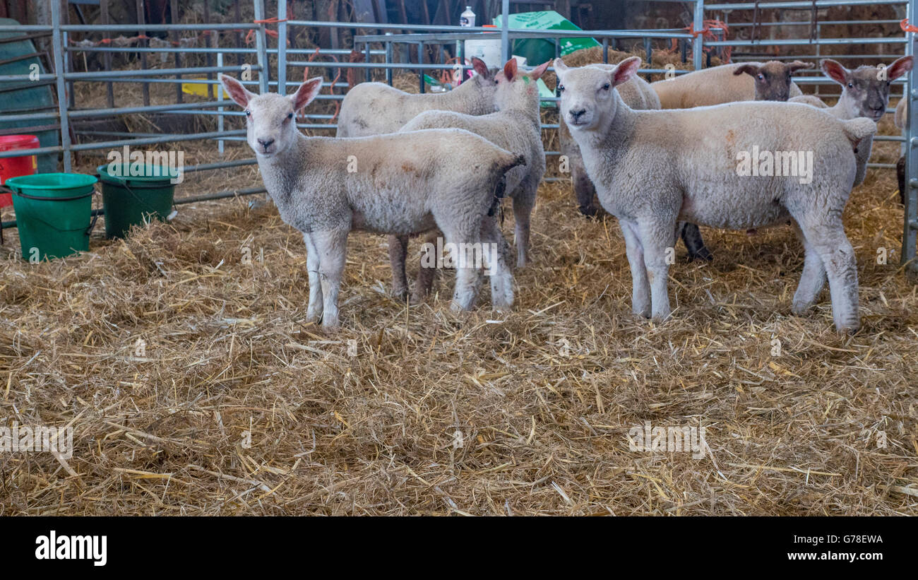 collection of young lambs Stock Photo