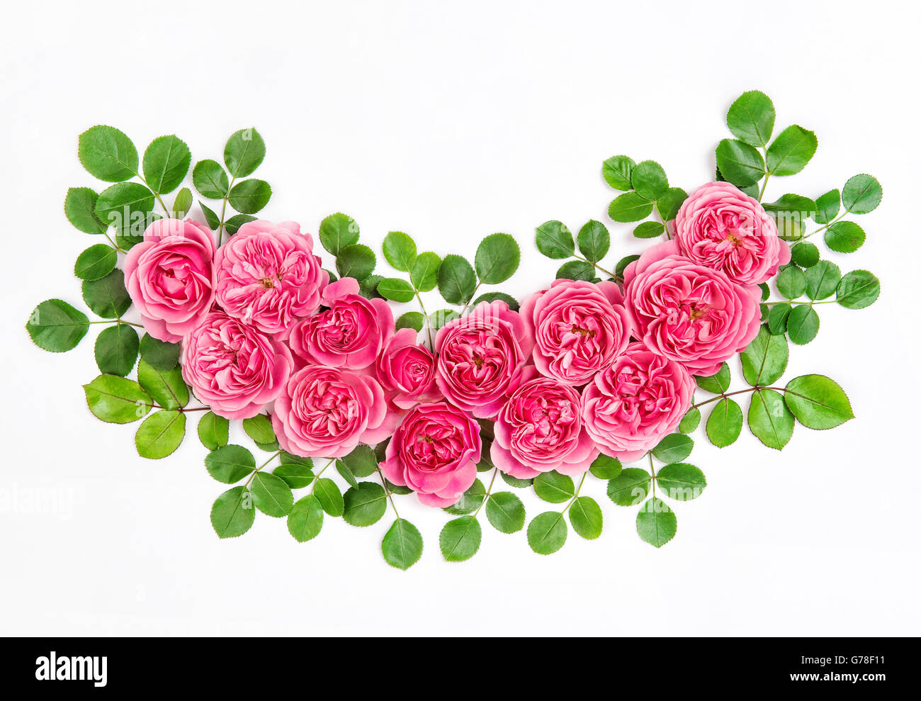 Pink roses with green leaves isolated on white background. Beautiful ...