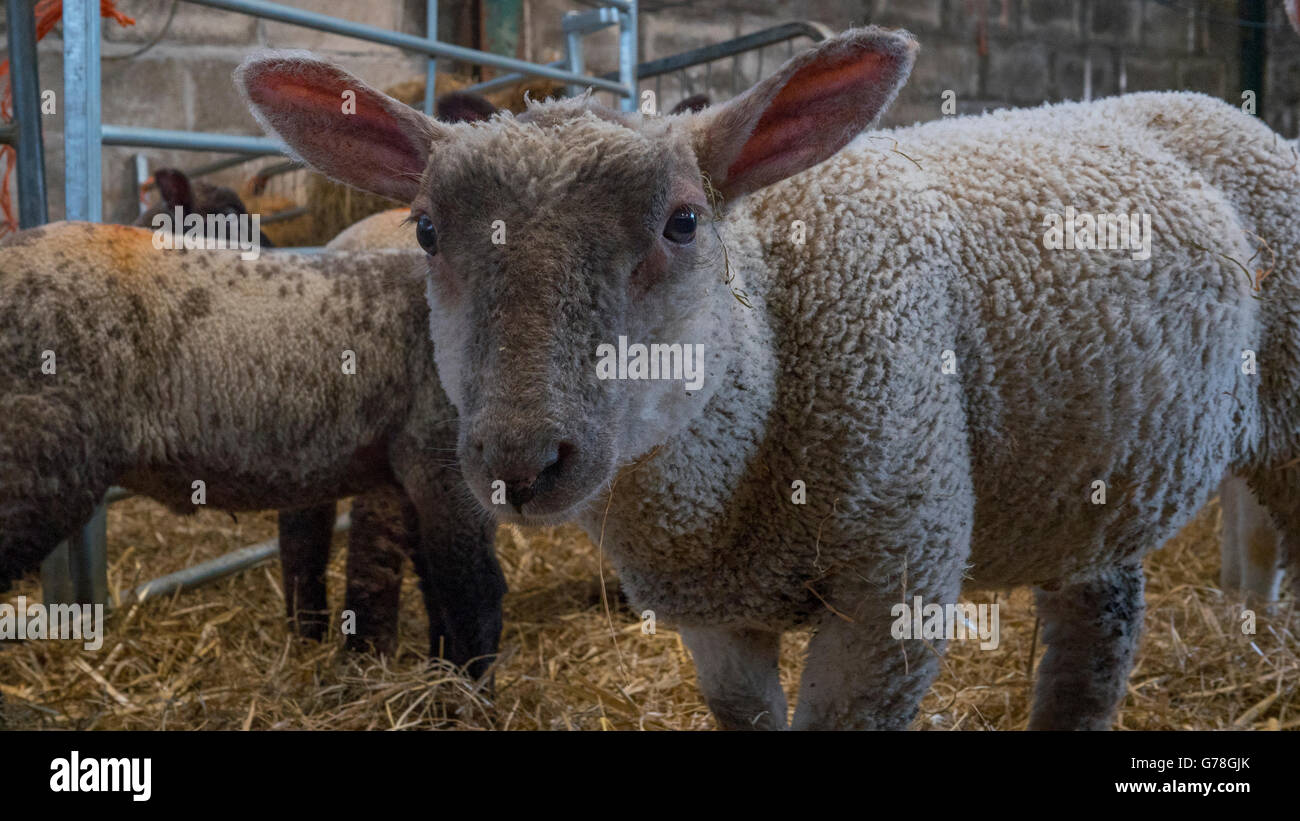 curious lamb looking into camera Stock Photo - Alamy