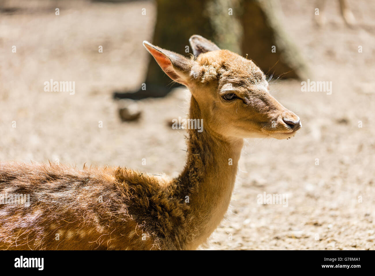 Young roe deer hi-res stock photography and images - Alamy