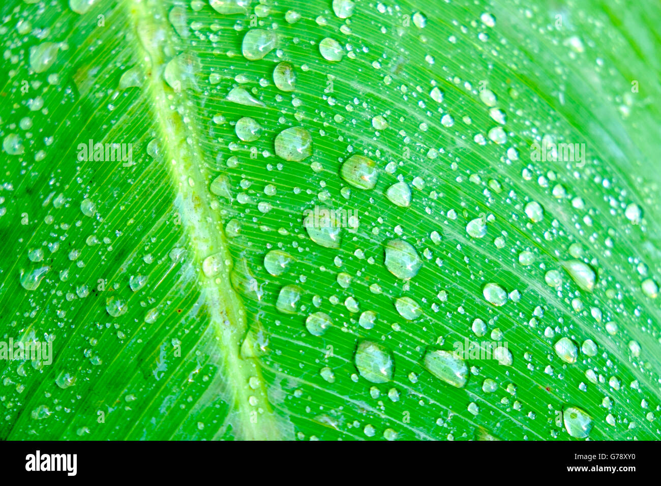 Raindrops on leaf of banana plant Stock Photo